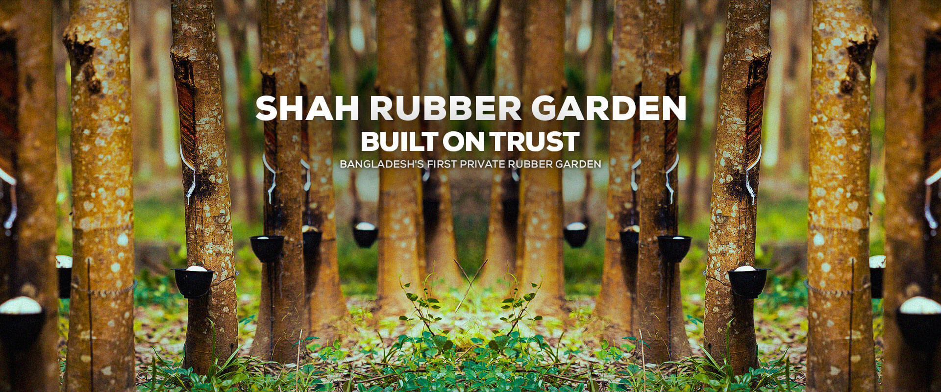 Shah-Rubber-Garden-n1